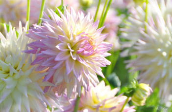 Картинка цветы георгины растение ярко красота природа цветение цветок флора георгина