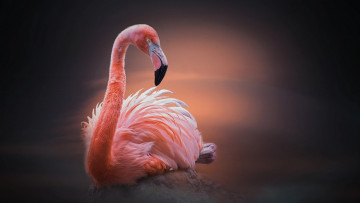 Картинка животные фламинго птица птицы мира камень