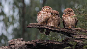 Картинка животные совы троица птицы мира сон коряга природа