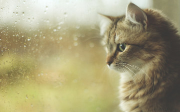 Картинка животные коты анфас морда