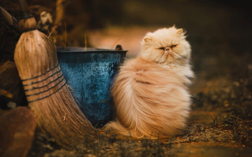 Картинка животные коты ведро веник