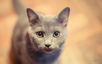Картинка животные коты взгляд серый цвет