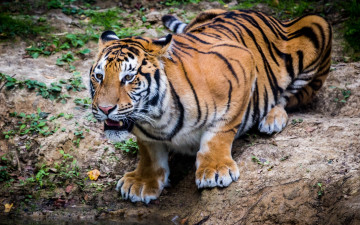 Картинка животные тигры растения