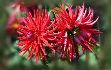 Картинка цветы георгины цветение цветок красота природа флора георгина растение ярко