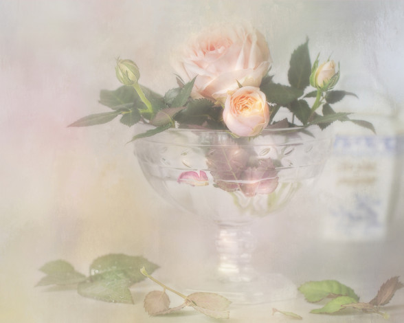 Обои картинки фото цветы, розы, бутон, роза, нежность, ваза, стиль