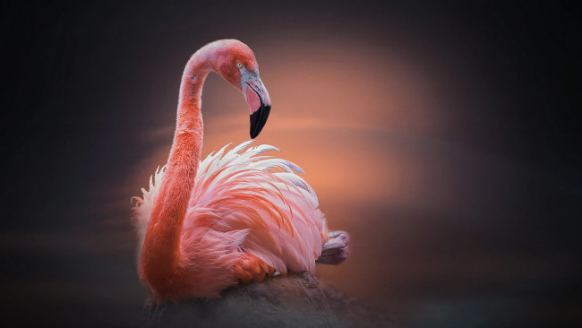 Обои картинки фото животные, фламинго, птица, птицы, мира, камень
