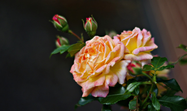 Обои картинки фото цветы, розы, пестрая, бутоны