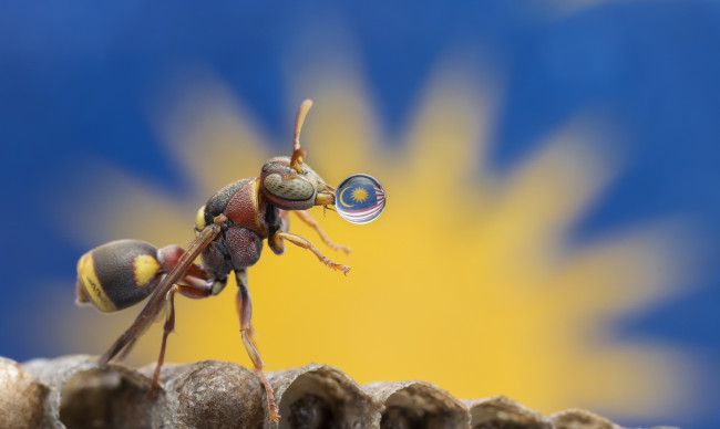 Обои картинки фото животные, муравьеды, флаг, макро, насекомое, муравей, капля