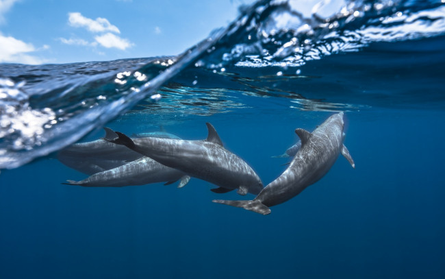 Обои картинки фото животные, дельфины, под, водой, облака, море, вода, сплит, небо