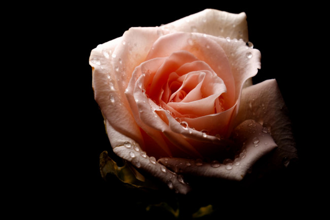 Обои картинки фото цветы, розы, цветение, лепестки, розовая, листья, роза
