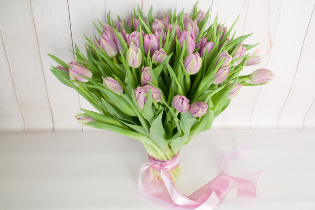 Обои картинки фото цветы, тюльпаны, капли, цветение, лепестки, бутоны
