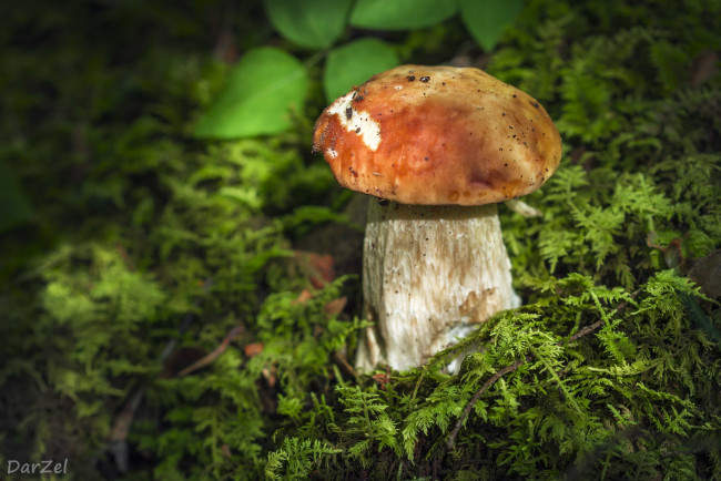 Обои картинки фото природа, грибы, макро, белый, мох, гриб