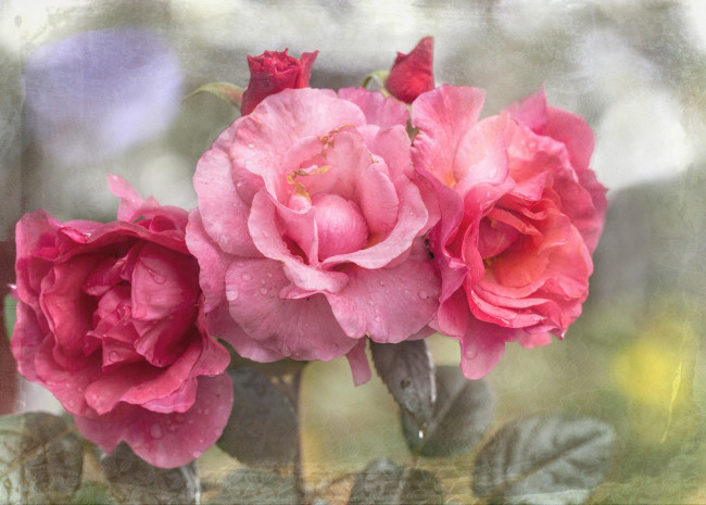 Обои картинки фото цветы, розы, роза, текстура, лепестки