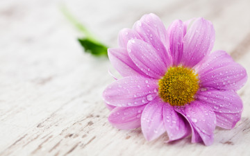 Картинка цветы хризантемы розовая гербера капли