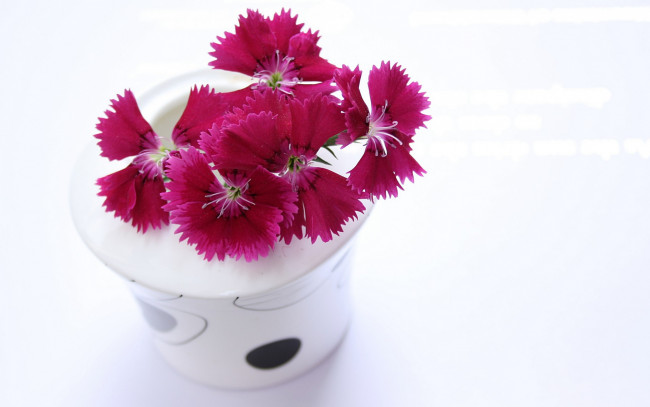 Обои картинки фото цветы, гвоздики, ваза, гвоздика, розовая
