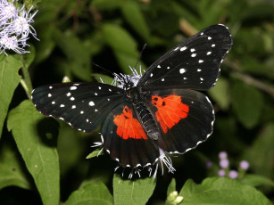 Картинка crimson patch chlosyne janais животные бабочки
