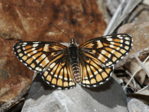 Картинка fulvia checkerspot thessalia female животные бабочки