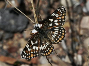 обоя fulvia, checkerspot, thessalia, male, животные, бабочки