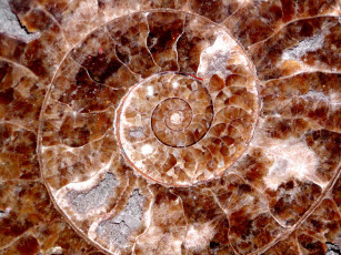 Картинка polished fossil shell разное ракушки кораллы декоративные spa камни