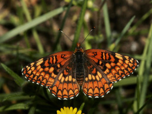 Картинка sagebrush checkerspot chlosyne acastus животные бабочки