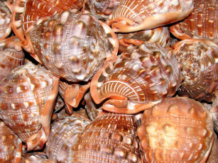 Картинка shells разное ракушки кораллы декоративные spa камни