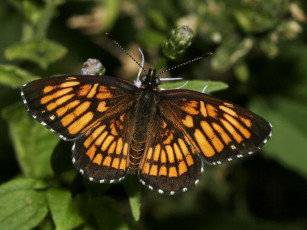 Картинка theona checkerspot thessalia животные бабочки
