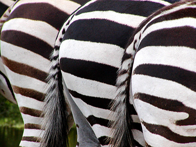 Обои картинки фото zebra, tales, животные, зебры