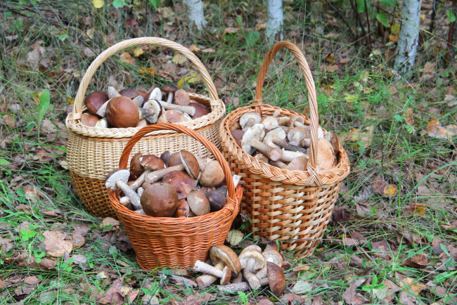 Обои картинки фото еда, грибы, грибные, блюда, корзинки