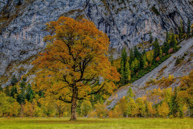 Обои картинки фото karwendel, austria, природа, деревья, австрия, альпы, осень, карвендель, alps