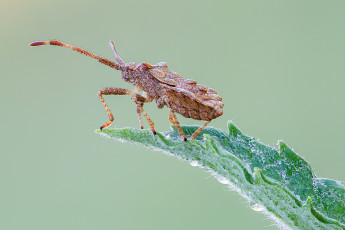Картинка животные насекомые утро капли травинка роса жук клоп насекомое cristian arghius