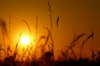 Картинка природа макро свет колоски силуэт солнце закат