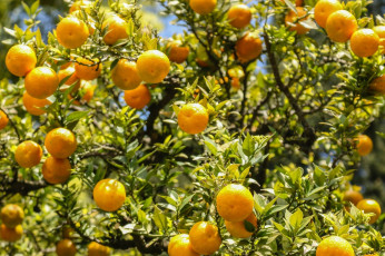 Картинка природа плоды свет солнце апельсины листва