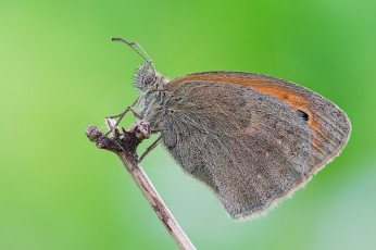 Картинка животные бабочки крылья бабочка фон усики травинка макро cristian arghius