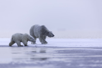 Картинка животные медведи лед