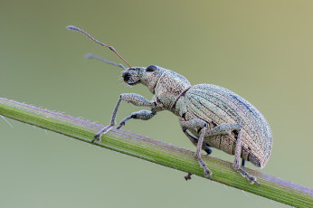 Картинка животные насекомые макро фон насекомое жук травинка