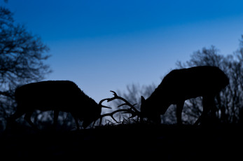 Картинка животные олени пара поединок силуэт вечер небо сумерки
