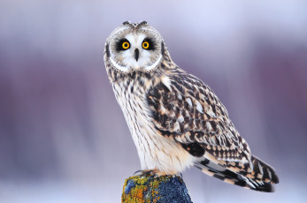 Картинка животные совы зима взгляд птица глаза сова