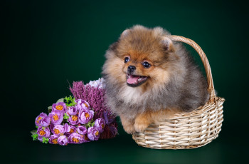 Картинка животные собаки цветы щенок шпиц