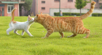 Картинка животные коты трава встреча кошка котёнок