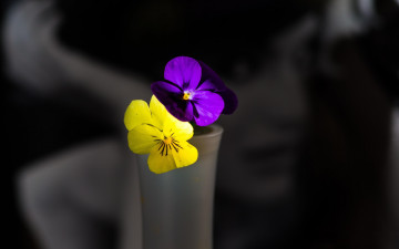 Картинка цветы анютины+глазки+ садовые+фиалки цвета цветочки макро девушка фото фон