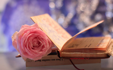 обоя разное, канцелярия,  книги, книжка, цветок, макро, розовая, роза