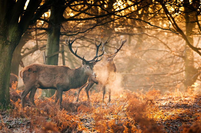 Обои картинки фото животные, олени, лес, осень, рога