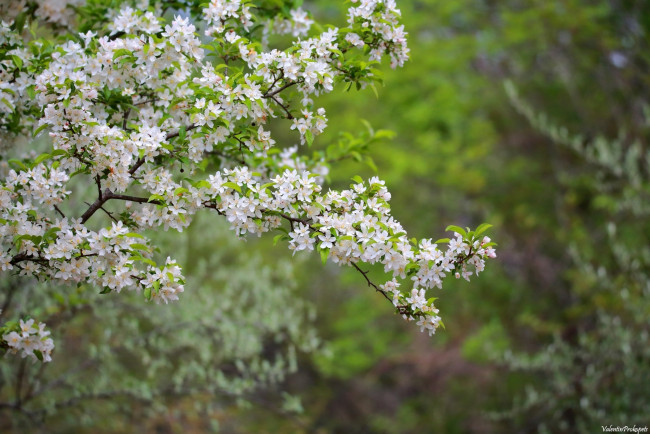 Обои картинки фото цветы, цветущие деревья ,  кустарники, весна, ветки, цветение