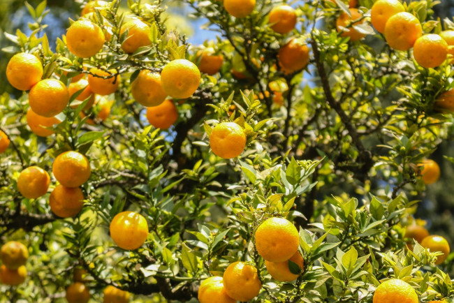 Обои картинки фото природа, плоды, свет, солнце, апельсины, листва