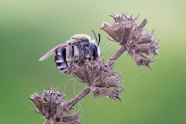 Обои картинки фото животные, пчелы,  осы,  шмели, фон, шмель, травинка, макро, cristian, arghius