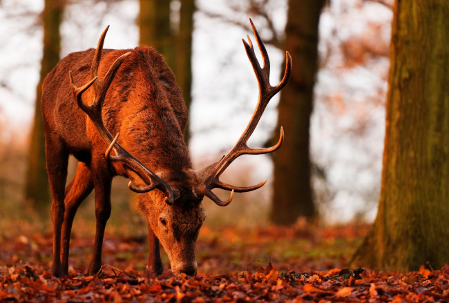 Обои картинки фото животные, олени, лес, морда, осень, рога