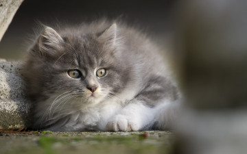 Картинка животные коты взгляд кошка фон
