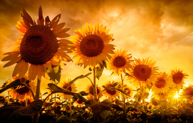 Обои картинки фото цветы, подсолнухи, небо, солнце