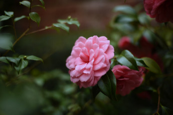 Картинка цветы камелии камелия бутон розовая лепестки листья цветение нежность