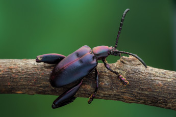 Картинка животные насекомые ветка фон насекомое жук